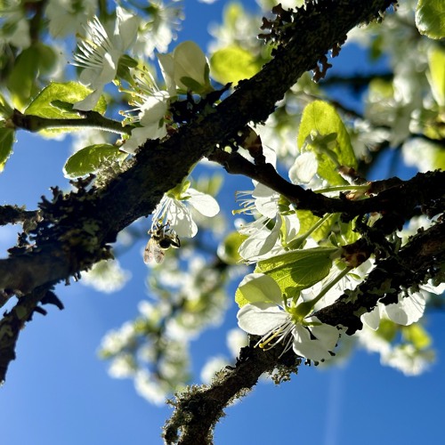 «Bloom» (Spring Mixes)