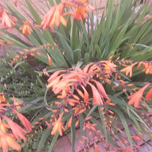 Summer  &  Spring    (  Vintage  Rock  Edit.  )   New Track  December  2023.
