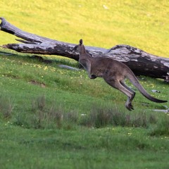 Kangaroo