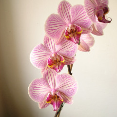 Pillar of Fire 2024 Master