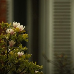 سورة الواقعة - فَلَوْلَا إِذَا بَلَغَتِ الْحُلْقُومَ - الشيخ ناجي الجعفراوي