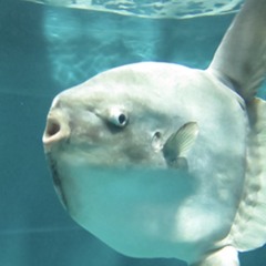 jaw-dropping ama&kohei