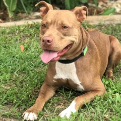 The Best GPS Dog Collars Reviews 2020 & Where To Buy?