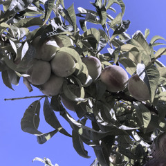 peach trees