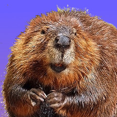 the north american beaver