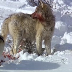 Everybody tells me nothing