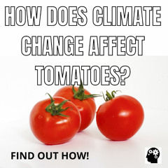 Effects of Global Warming on the Growth of Tomatoes