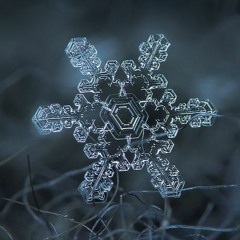 Camellia - Asymmetric Snowflakes