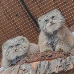 get you overlapped - daniel caesar