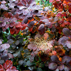 Raindrops (feat. Fr. Harris)