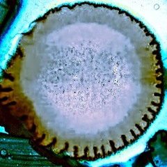 Rumblin_Cynth_Rampo - Pertubation [Boson Spin warp]