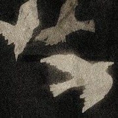 Kitchen - Crows In Velvet