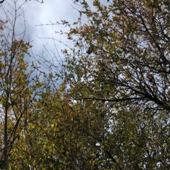 Through the Forest
