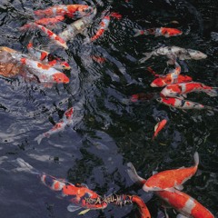 thinh - goldfish asmr