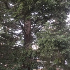 Early Morning House Mix