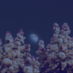 Beneath the Moon, Forget Me Not