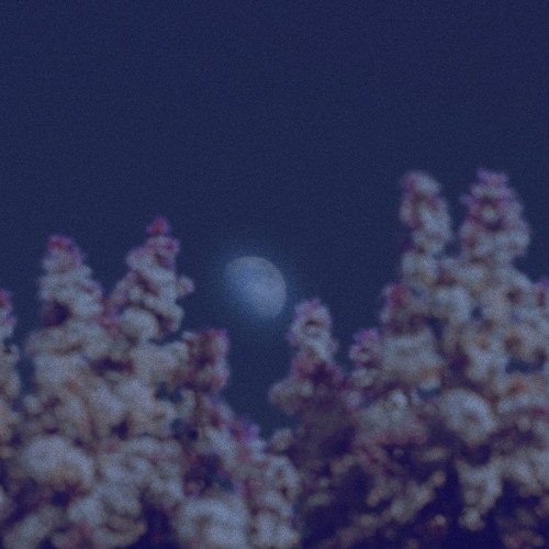 Beneath the Moon, Forget Me Not