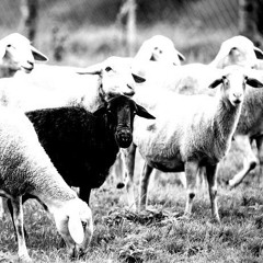 black sheep