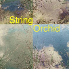 String Orchid