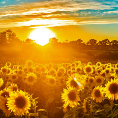 Ah! Sun-Flower. Oddrun Eikli. Torbjørn Vagle