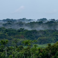 The Amazon rainforest wakes up
