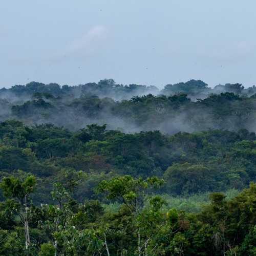 The Amazon rainforest wakes up