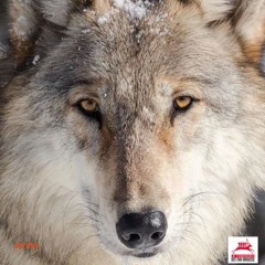 L'appel du loup_Un pacte pour les loups_BO