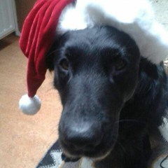 I'm dreaming of a white christmas