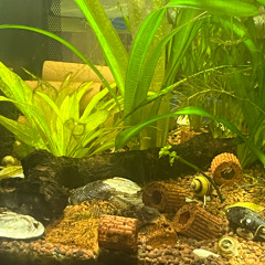 Exploding Blubber Dance