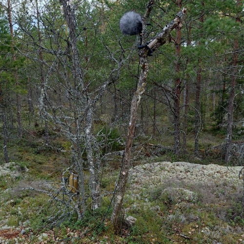 Infrasound in lekking capercaillie