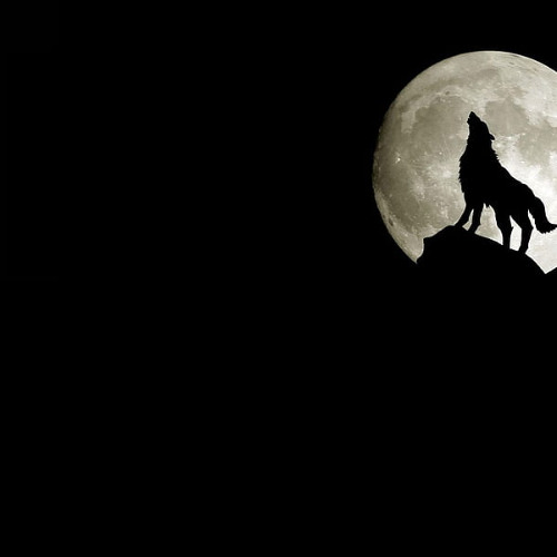 To Be a Bird with Birds - Techno Minimal 2025-02-19_14h01m41