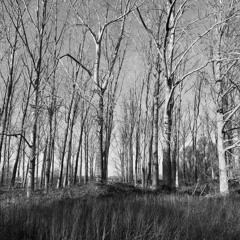 'The spring may forget' from Love Songs for Mary Joyce (2016)