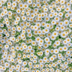 T-Rex(prod. Lethal Needle)