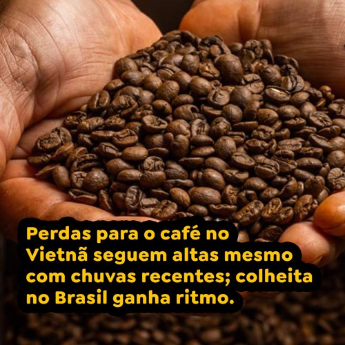 Perdas para o café no Vietnã seguem altas mesmo com chuvas recentes; colheita no Brasil ganha ritmo