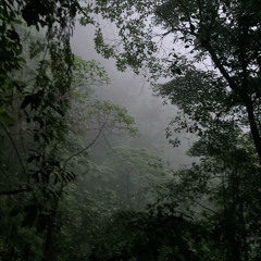 Action in the jungle