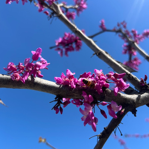 KOKORO and the City of Flowers
