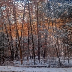 Winter Woods