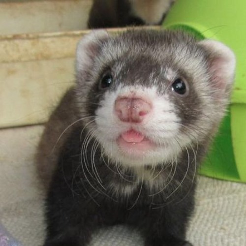 кис кис - мальчик (speed up version, 2024)