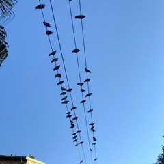 AUDIENCE