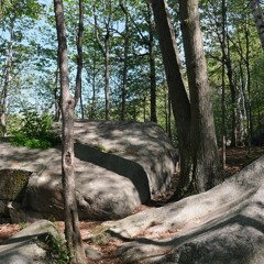 Paysage Granulaire / Mont-St Hilaire / Feuilles