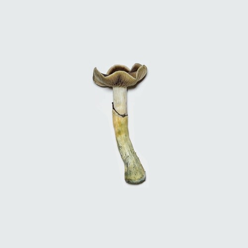 OFFshrooms