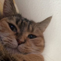 CHAT WHISKAS 2 (Prod. Said)