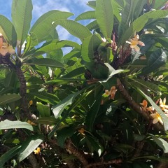 Shamanism and the Mind.aac