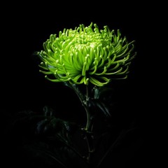 Under the bridge-falls. Demo ver.2.mp3