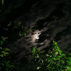 (VENDIDO) Criação 50$