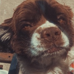 ALL DAWGZ GO TO HEAVEN (Nightcore)