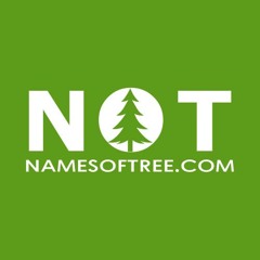 Wild Life In The Forest Sounds (namesoftree.com)