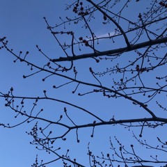 Pendant un hiver doux