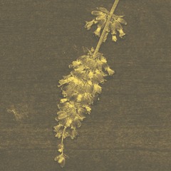 Artemesia tridentata