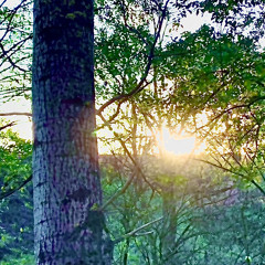 MUSIC Ft. Sonic - Prod. Flamezz